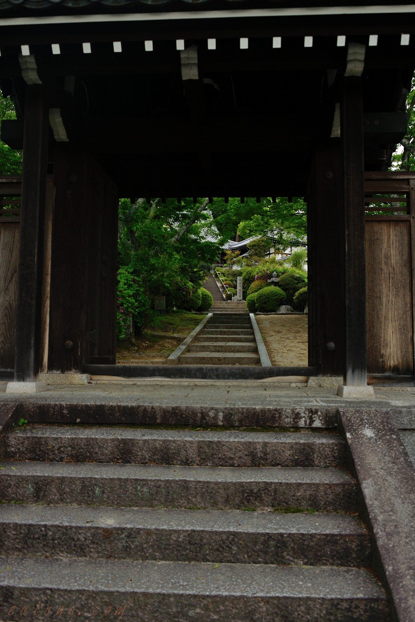 ツツジと黄ショウブと 九品寺の春 きままな旅人