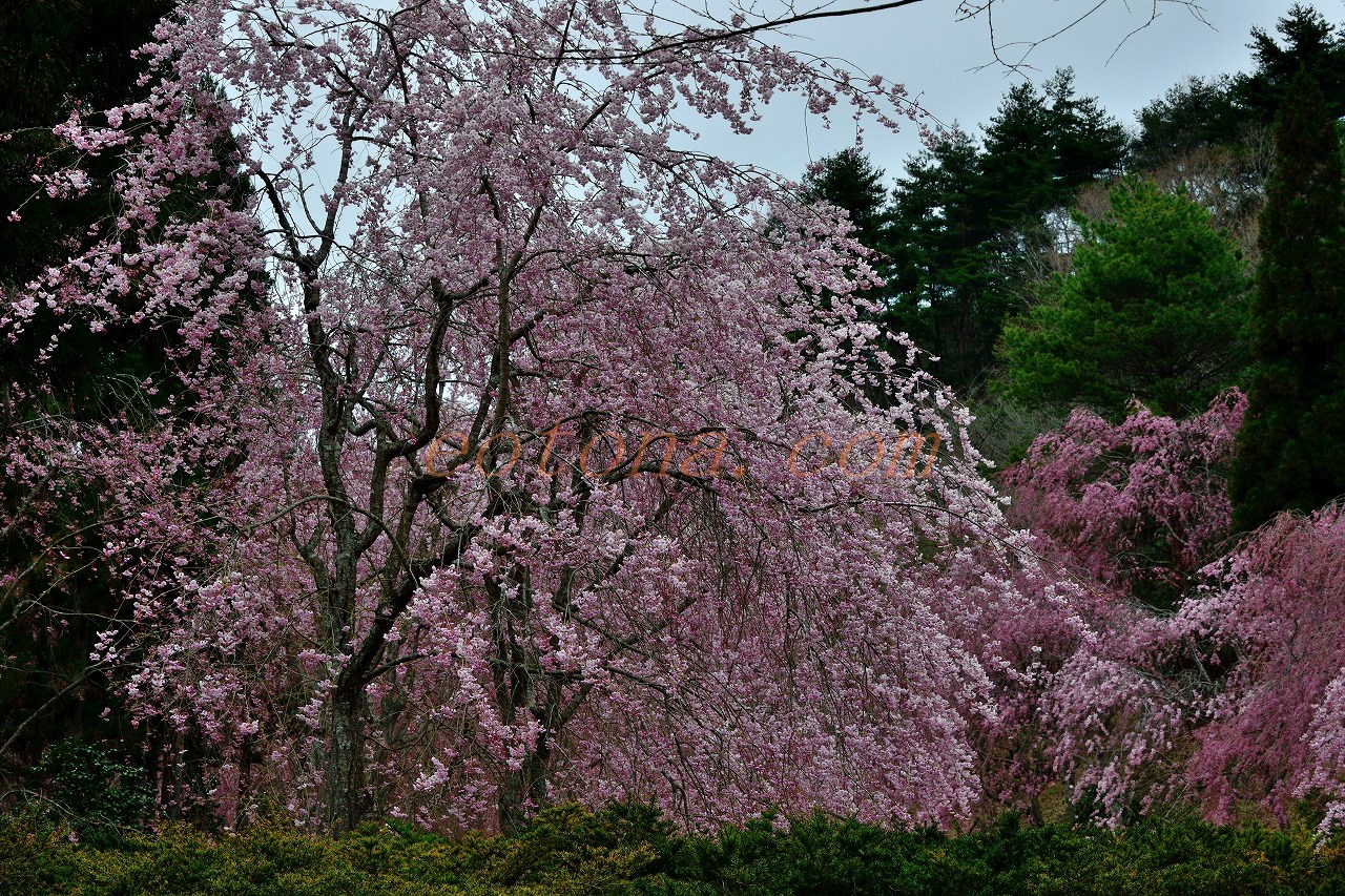 Miho Museum しだれ桜が見頃 きままな旅人