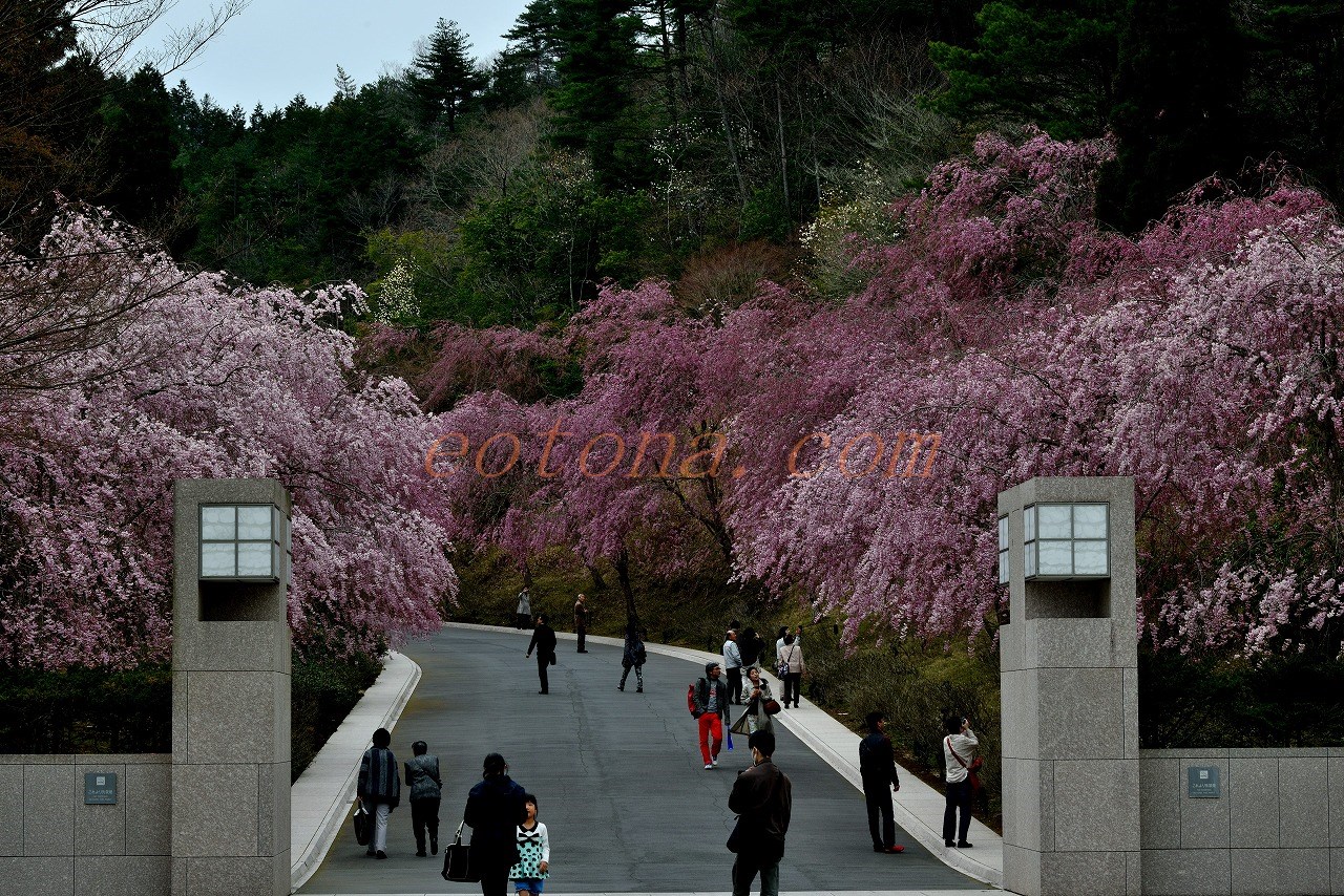Miho Museum しだれ桜が見頃 きままな旅人