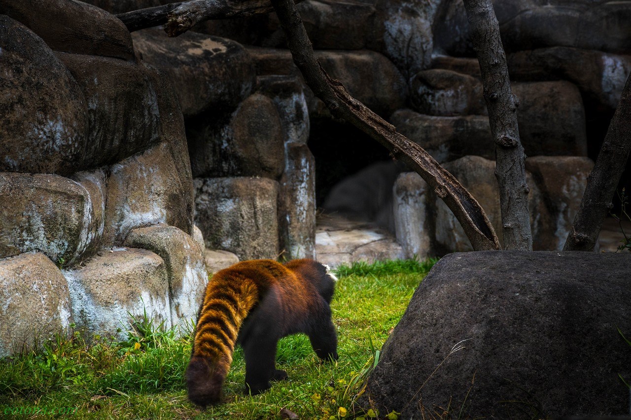 早春の天王寺動物園 きままな旅人