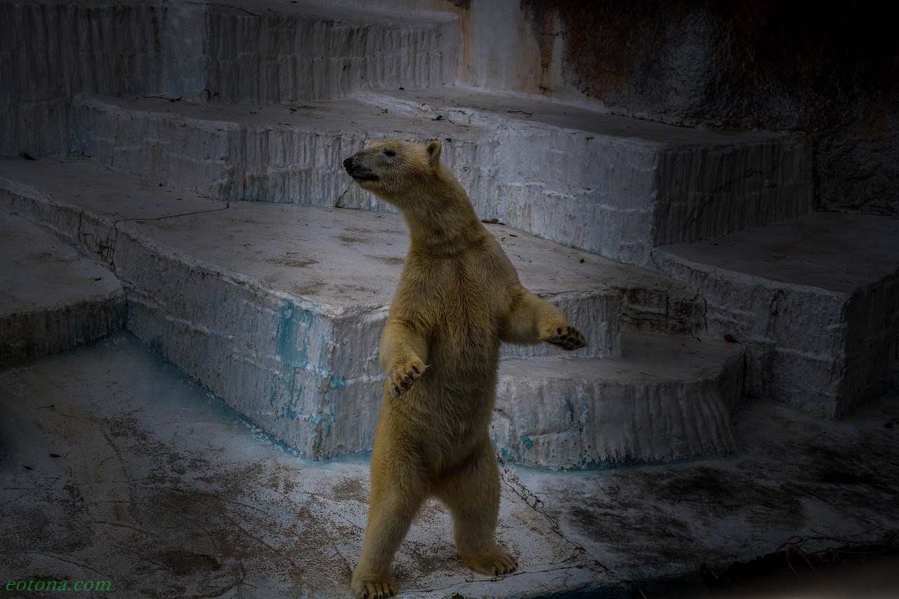 早春の天王寺動物園 きままな旅人